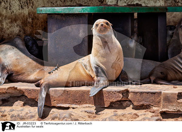 Australian fur seals / JR-03223
