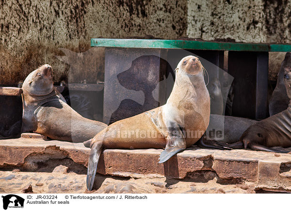 Australian fur seals / JR-03224