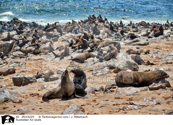 Australian fur seals / JR-03225