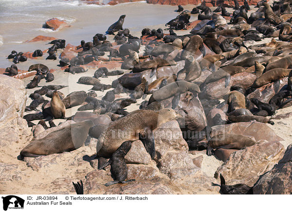 Sdafrikanische Seebren / Australian Fur Seals / JR-03894