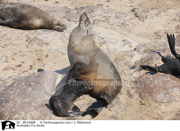 Sdafrikanische Seebren / Australian Fur Seals / JR-03896