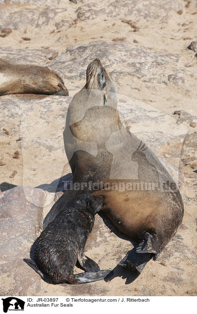 Australian Fur Seals / JR-03897