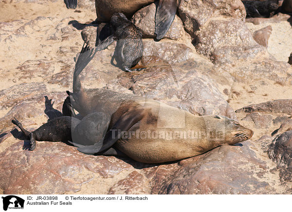 Sdafrikanische Seebren / Australian Fur Seals / JR-03898