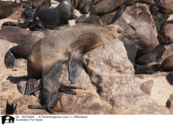 Australian Fur Seals / JR-03899