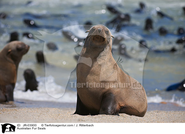 Sdafrikanische Seebren / Australian Fur Seals / JR-03900