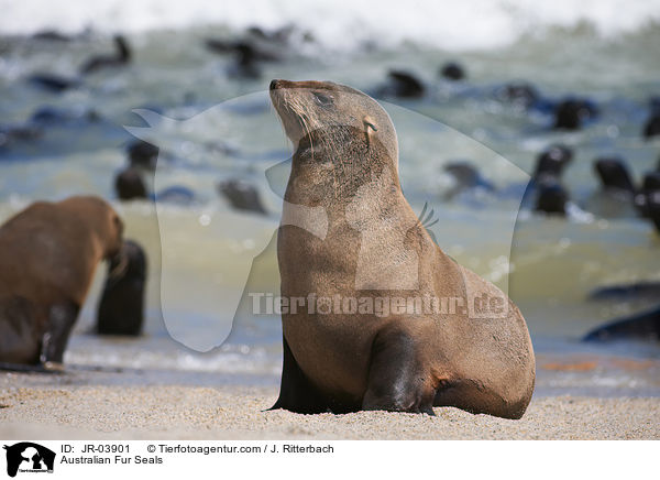 Sdafrikanische Seebren / Australian Fur Seals / JR-03901