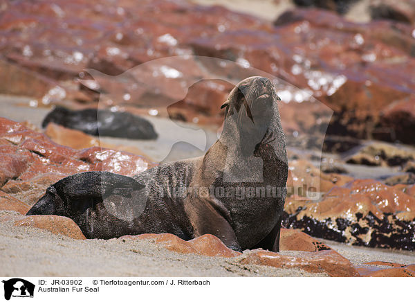 Australian Fur Seal / JR-03902