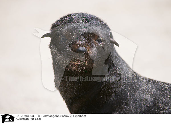 Sdafrikanischer Seebr / Australian Fur Seal / JR-03903