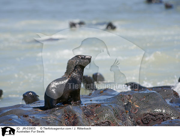 Australian Fur Seals / JR-03905