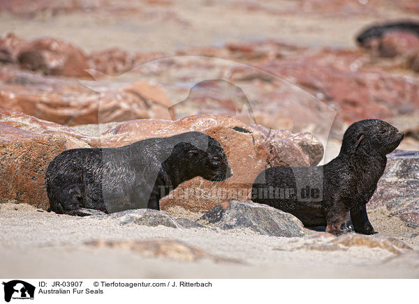 Australian Fur Seals / JR-03907