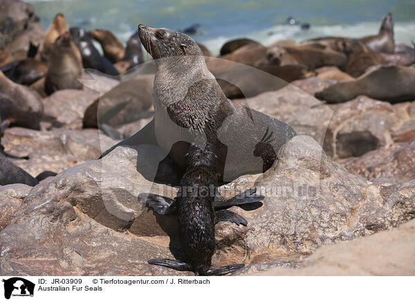 Sdafrikanische Seebren / Australian Fur Seals / JR-03909