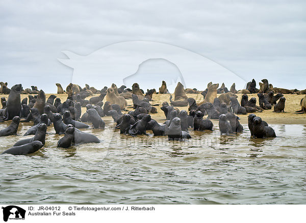 Sdafrikanische Seebren / Australian Fur Seals / JR-04012