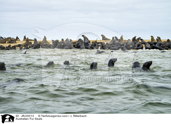 Australian Fur Seals / JR-04013