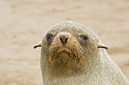 brown fur seal