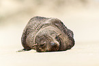 Cape fur seal