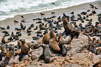 Australian fur seals