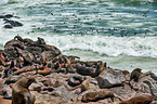 Australian fur seals