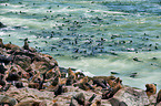 Australian fur seals