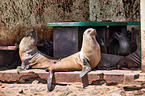 Australian fur seals