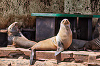 Australian fur seals