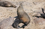 Australian Fur Seals