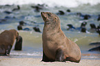 Australian Fur Seals