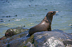 Australian Fur Seals