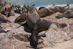 Australian Fur Seals