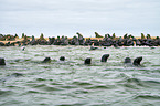 Australian Fur Seals