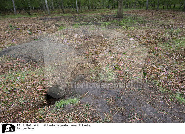 Dachsbau / badger hole / THA-03266
