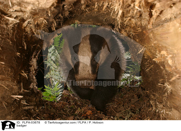 badger / FLPA-03678
