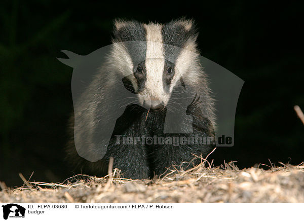 Dachs / badger / FLPA-03680
