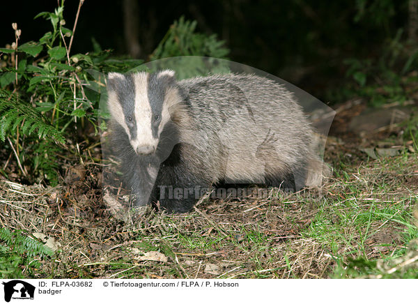 Dachs / badger / FLPA-03682