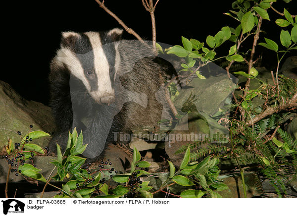 Dachs / badger / FLPA-03685
