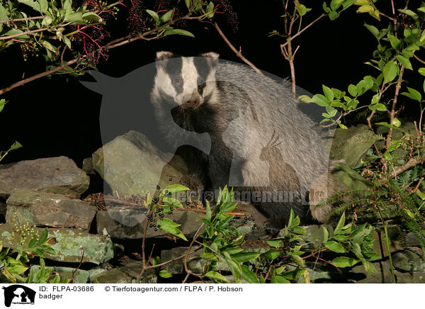 badger / FLPA-03686