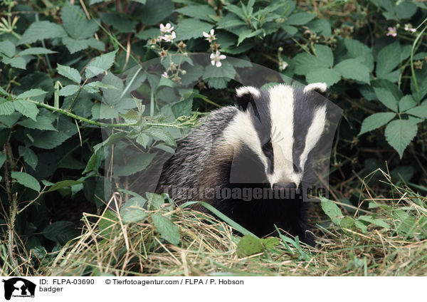 badger / FLPA-03690