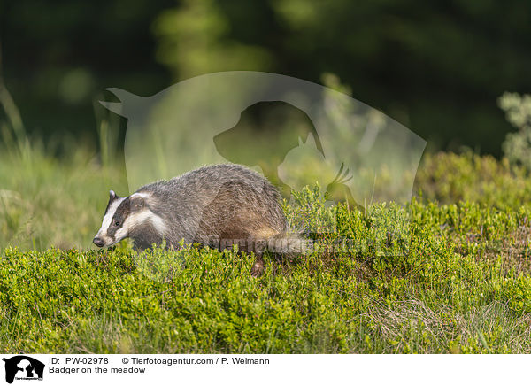 Badger on the meadow / PW-02978