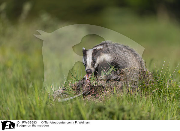 Dachs auf der Wiese / Badger on the meadow / PW-02983