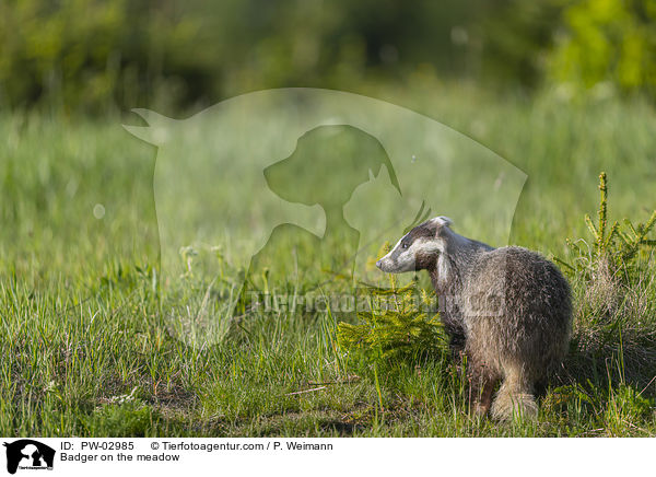 Badger on the meadow / PW-02985