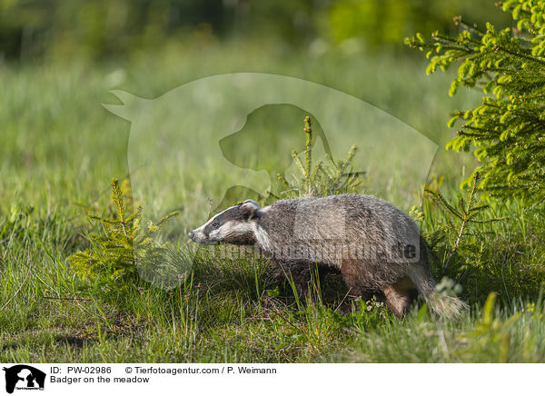 Badger on the meadow / PW-02986
