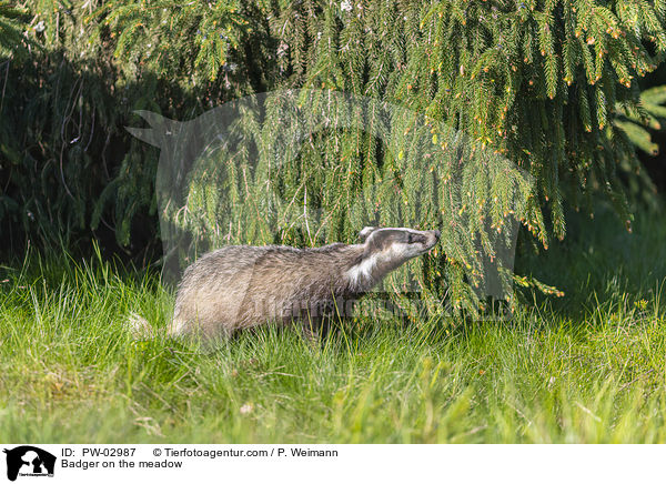 Badger on the meadow / PW-02987