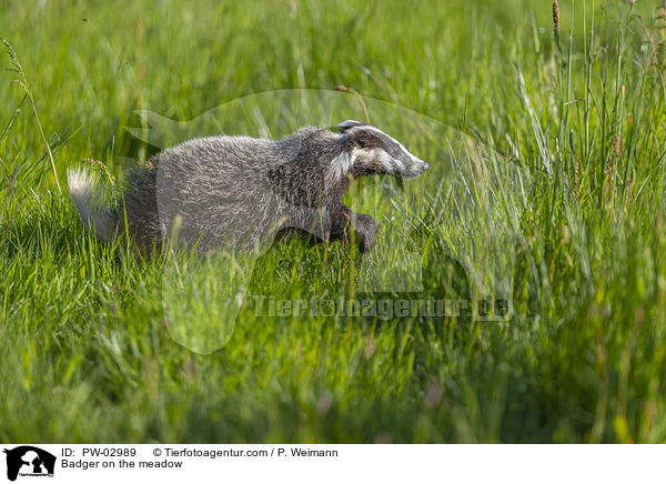 Badger on the meadow / PW-02989