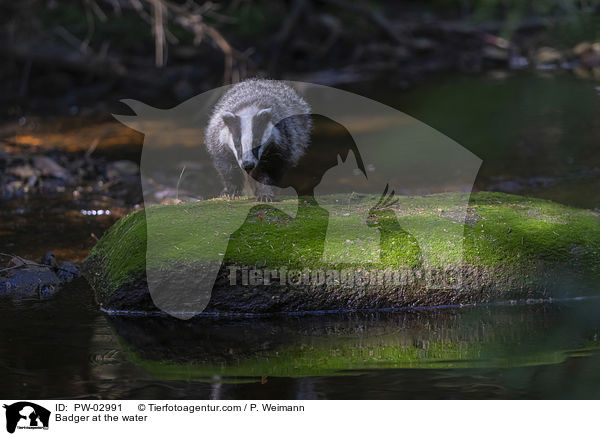 Dachs am Wasser / Badger at the water / PW-02991