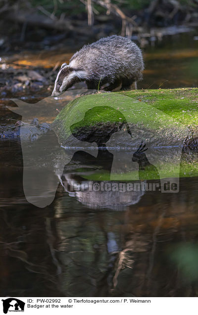 Dachs am Wasser / Badger at the water / PW-02992