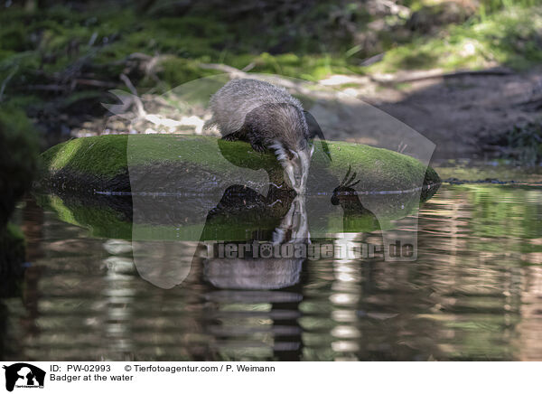 Dachs am Wasser / Badger at the water / PW-02993