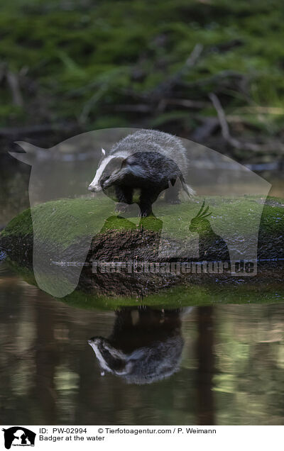 Dachs am Wasser / Badger at the water / PW-02994
