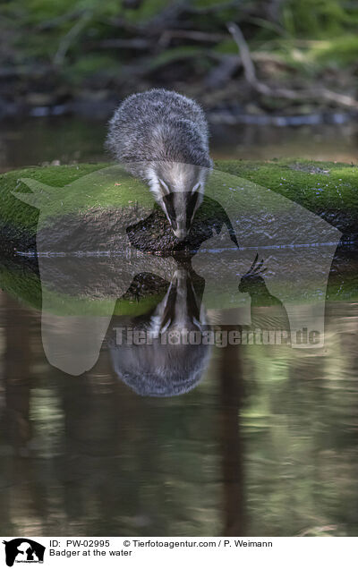 Dachs am Wasser / Badger at the water / PW-02995