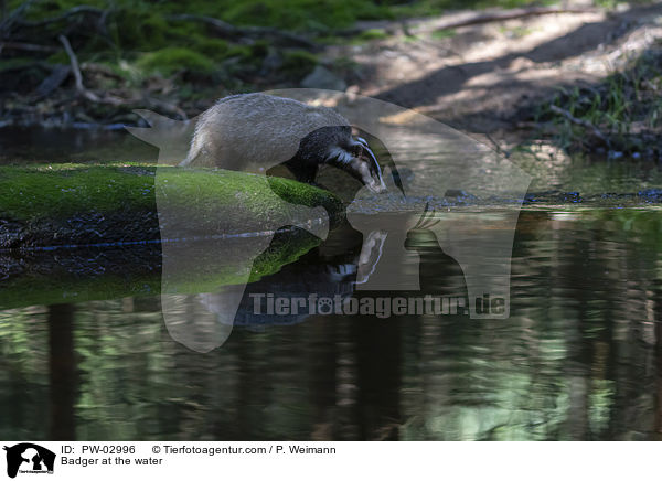 Badger at the water / PW-02996