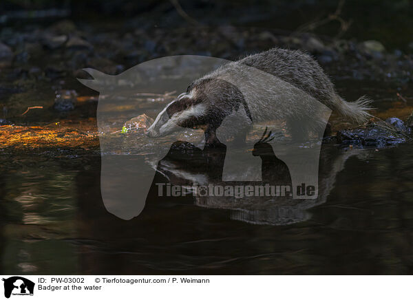 Dachs am Wasser / Badger at the water / PW-03002