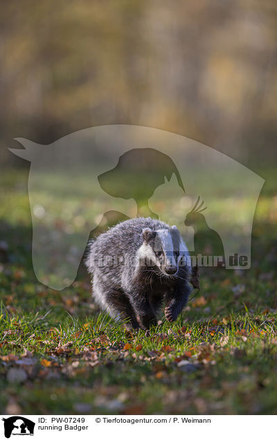 rennender Dachs / running Badger / PW-07249